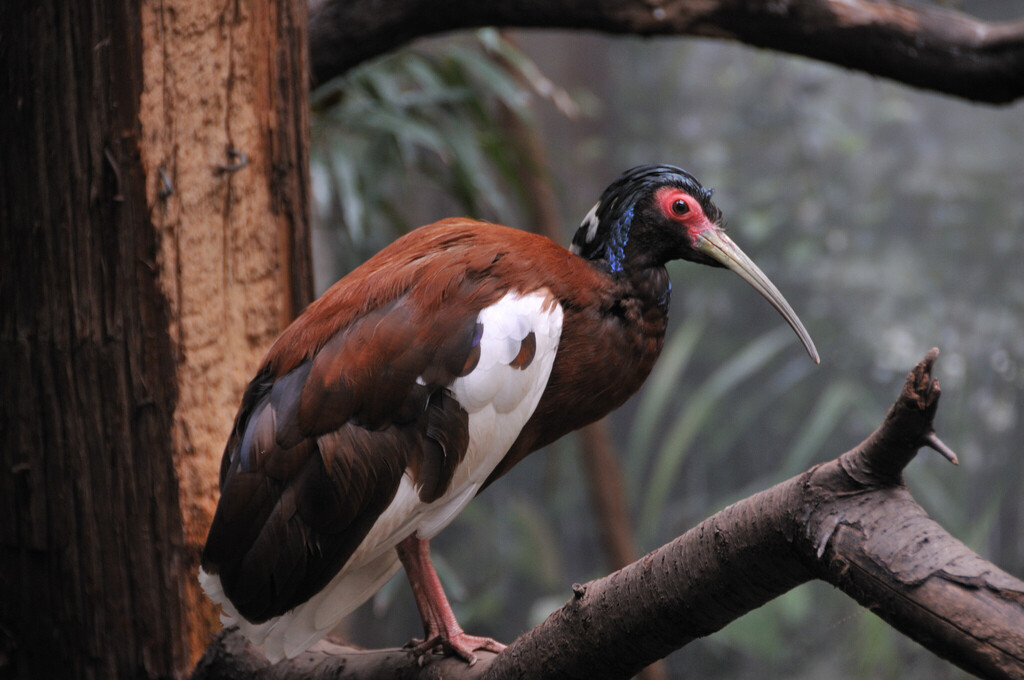 Madagascar Ibis photo