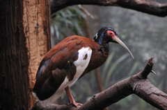 Madagascar Ibis photo 1