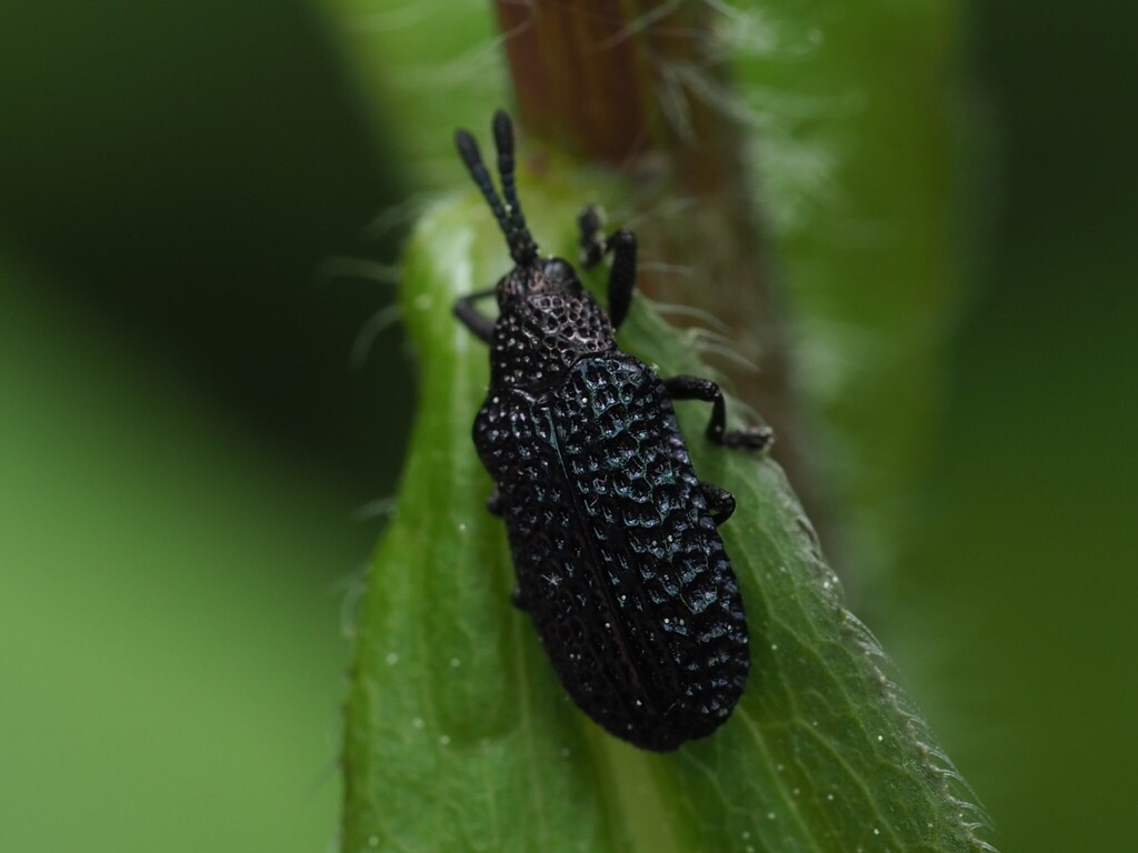 Microrhopala excavata