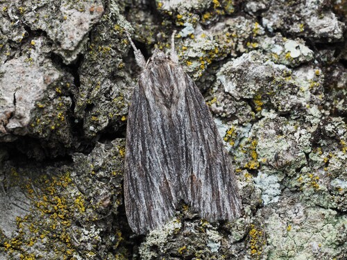 Streaked Dagger photo 4