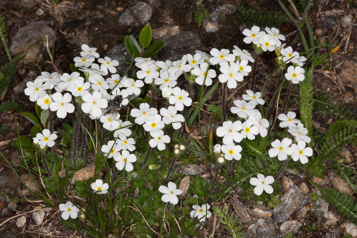 Androsace chamaejasme