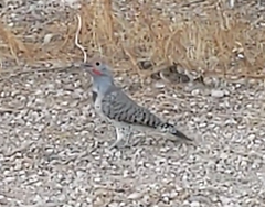 Colaptes