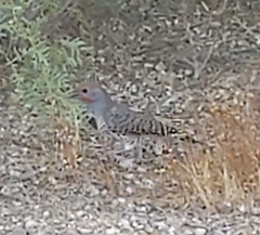Colaptes