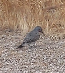 Colaptes
