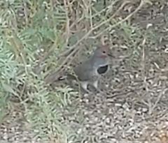 Colaptes