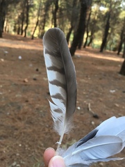 Accipiter nisus