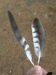 Accipiter nisus