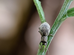 Calomycterus setarius