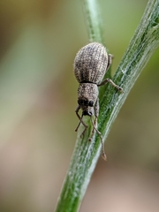 Calomycterus setarius