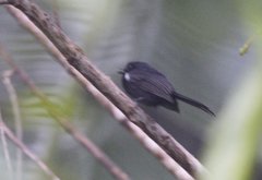 Symposiachrus axillaris