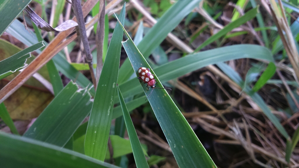 Omophoita quadrinotata