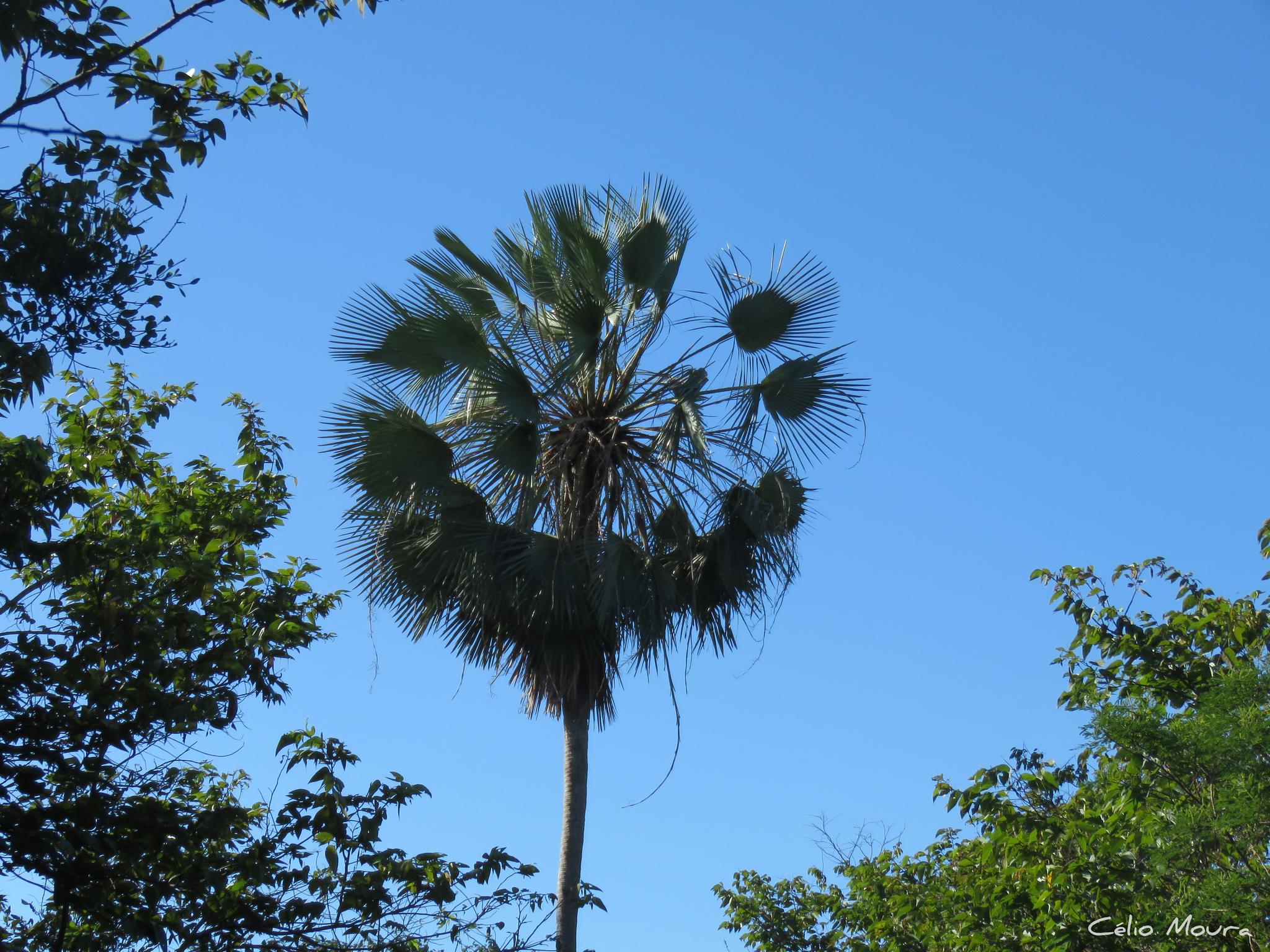 Copernicia prunifera