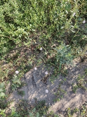 Boerhavia xantii