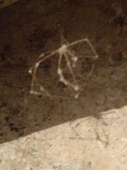 Engyodontium aranearum