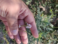 Boerhavia xantii