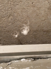 Engyodontium aranearum