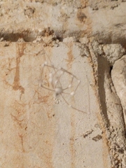 Engyodontium aranearum