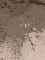 Engyodontium aranearum