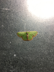 Synchlora xysteraria