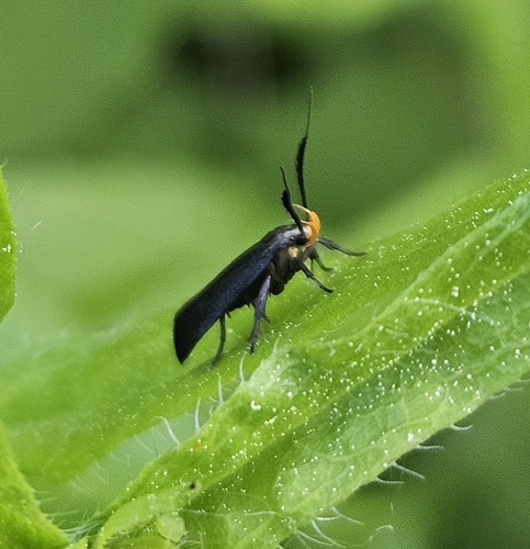 Little Devil Moth photo 3