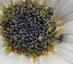 Arctotis pinnatifida