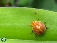 Epilachna marginella