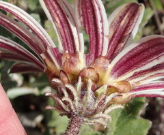 Arctotis pinnatifida