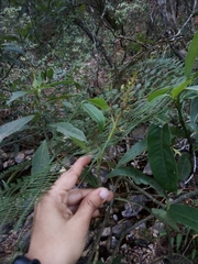 Palicourea angustifolia
