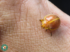 Epilachna marginella