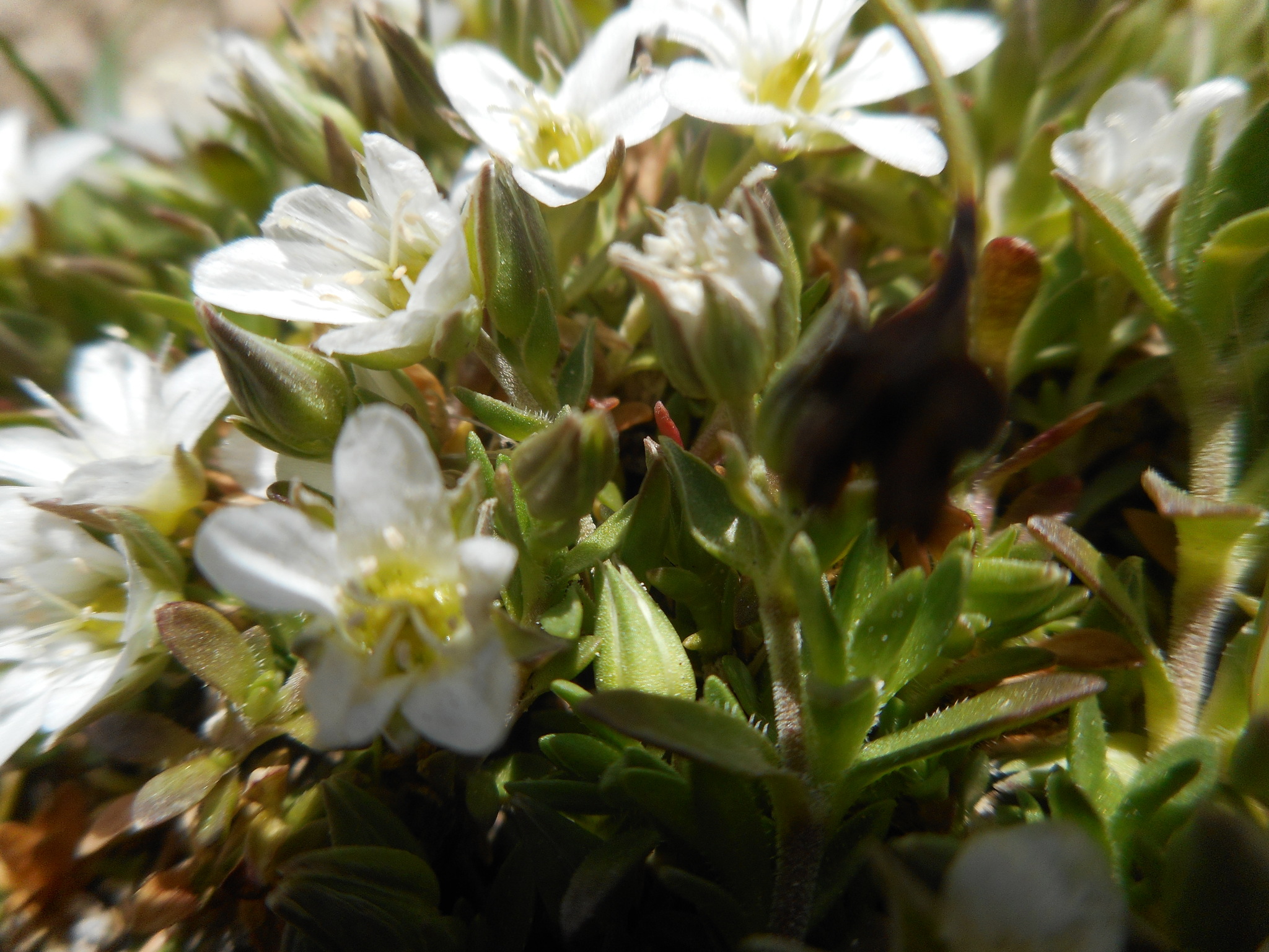 Arenaria ciliata