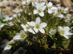 Arenaria ciliata
