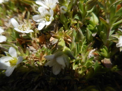Arenaria ciliata