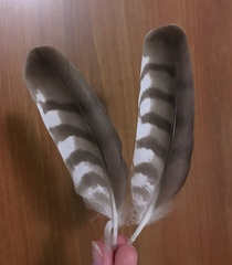 Accipiter nisus