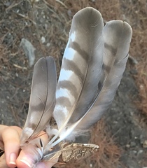 Accipiter nisus