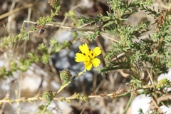 Holocarpha virgata virgata