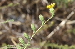 Holocarpha virgata virgata