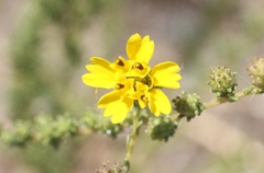 Holocarpha virgata virgata