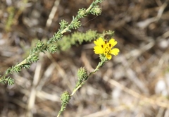 Holocarpha virgata virgata