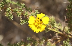 Holocarpha virgata virgata