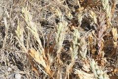 Chloropyron palmatum