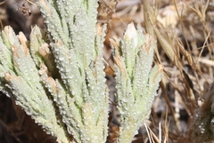 Chloropyron palmatum