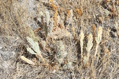 Chloropyron palmatum