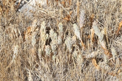 Chloropyron palmatum