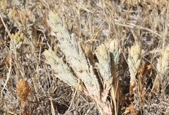 Chloropyron palmatum