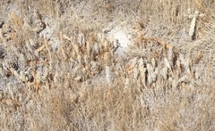 Chloropyron palmatum