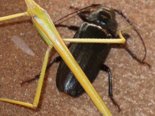 Gagini Insect Hagrides gahani · iNaturalist