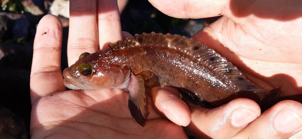 Kelp blenny (Auchenionchus crinitus) — Labrisomidae