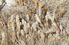 Chloropyron palmatum