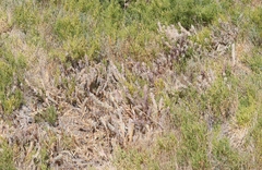 Chloropyron palmatum