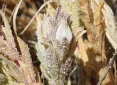 Chloropyron palmatum